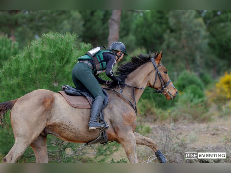 Purosangue inglese Castrone 6 Anni 173 cm Baio scuro in Brunete