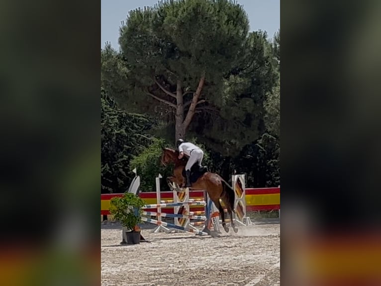 Purosangue inglese Castrone 6 Anni 173 cm Baio scuro in Brunete