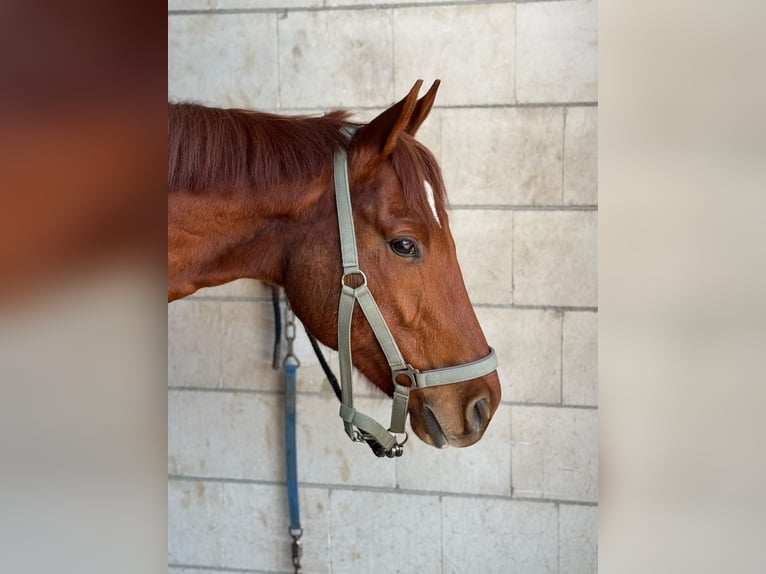 Purosangue inglese Castrone 6 Anni 187 cm Sauro in Rohrbach