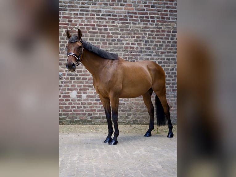 Purosangue inglese Castrone 7 Anni 152 cm Baio in Grevenbroich