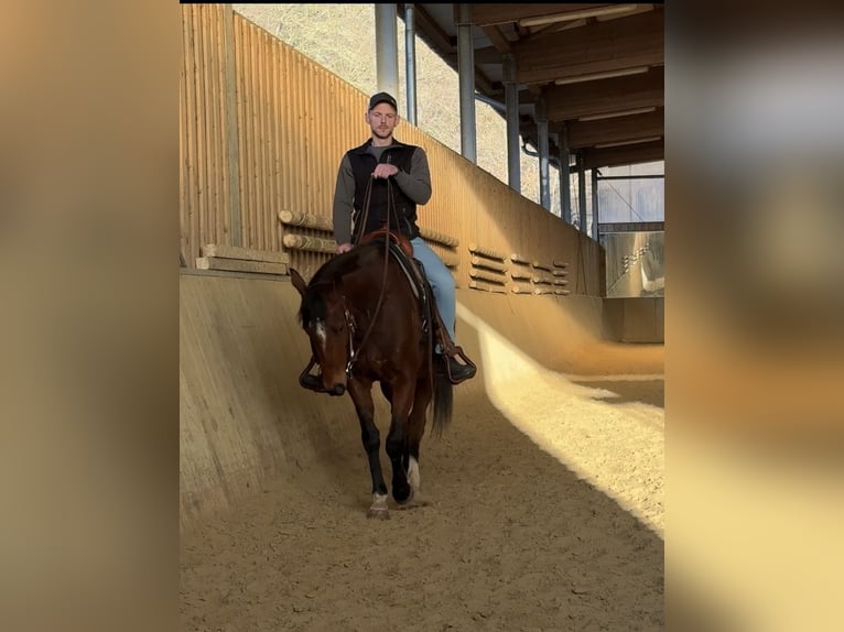 Purosangue inglese Castrone 7 Anni 158 cm Baio in Friesenhagen