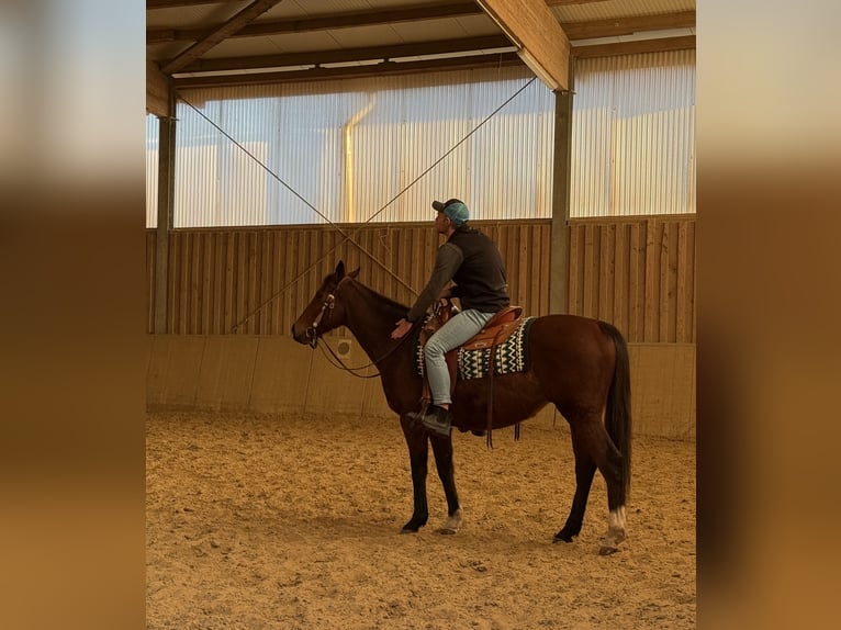 Purosangue inglese Castrone 7 Anni 158 cm Baio in Friesenhagen