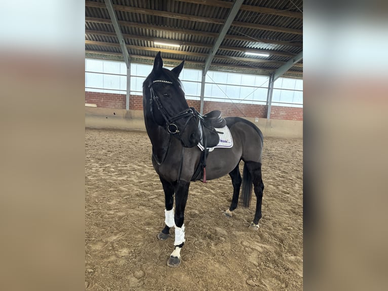 Purosangue inglese Castrone 7 Anni 158 cm Morello in Ascheberg