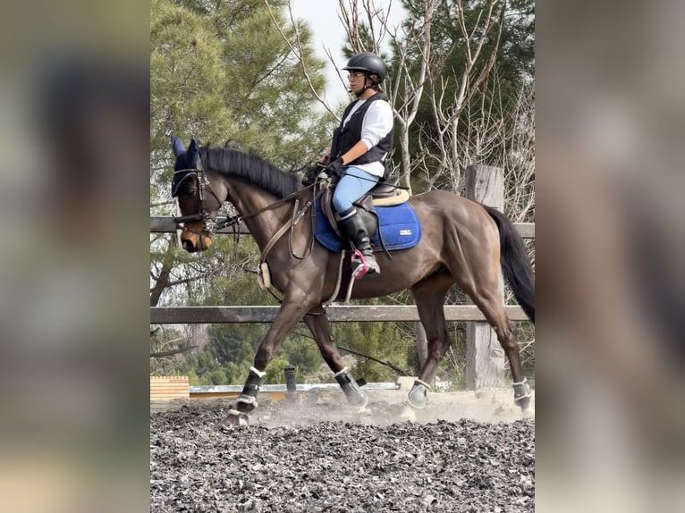 Purosangue inglese Castrone 7 Anni 161 cm Baio scuro in Aranjuez