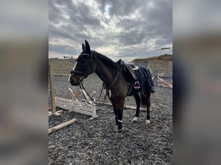 Purosangue inglese Castrone 7 Anni 161 cm Baio scuro in Aranjuez