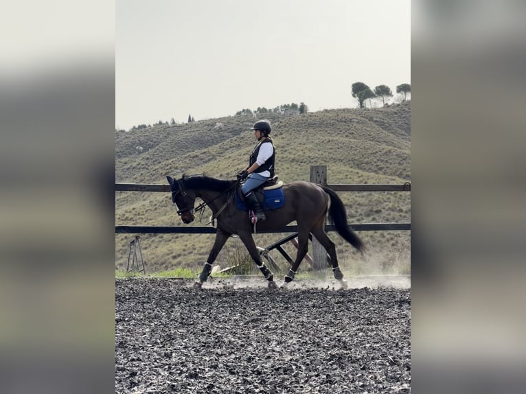 Purosangue inglese Castrone 7 Anni 161 cm Baio scuro in Chinchon