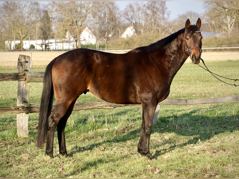Purosangue inglese Castrone 7 Anni 162 cm Baio in Thedinghausen