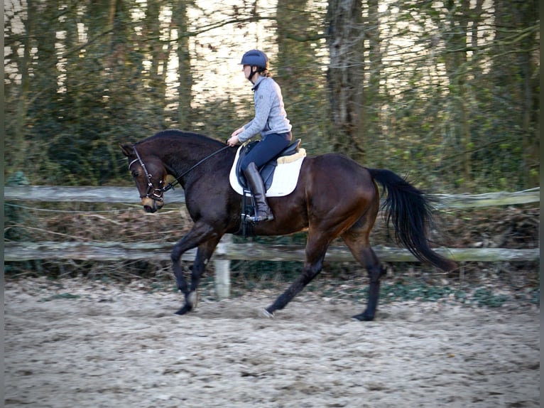 Purosangue inglese Castrone 7 Anni 162 cm Baio in Thedinghausen