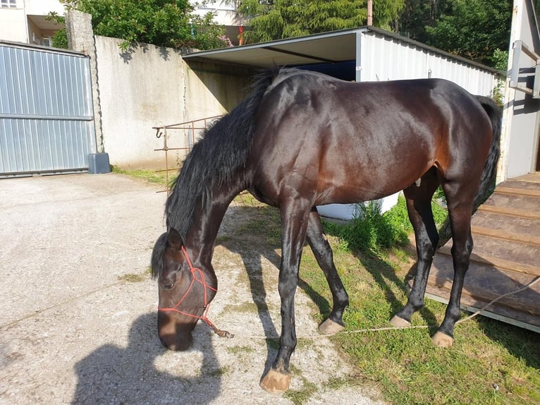 Purosangue inglese Castrone 7 Anni 162 cm Baio scuro in Narón