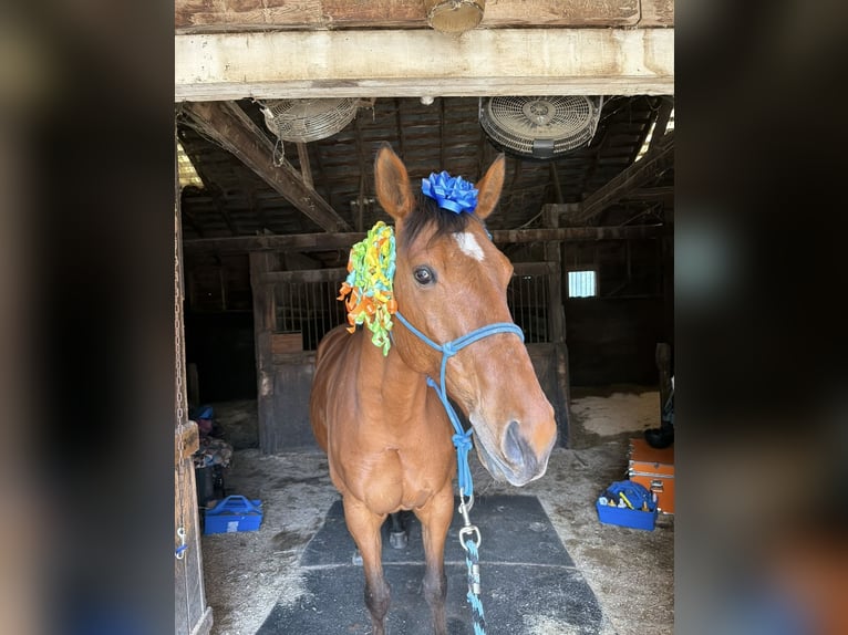 Purosangue inglese Castrone 7 Anni 163 cm Baio ciliegia in Williston, VT