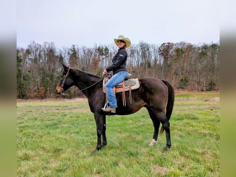 Purosangue inglese Castrone 7 Anni 165 cm Baio ciliegia in Middleburg