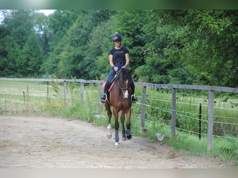 Purosangue inglese Castrone 7 Anni 165 cm in St.Marein bei Graz