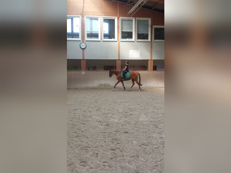 Purosangue inglese Castrone 7 Anni 165 cm Sauro in Iffezheim