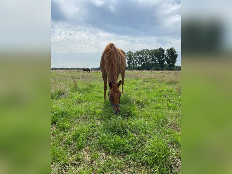 Purosangue inglese Castrone 7 Anni 165 cm Sauro in Möser