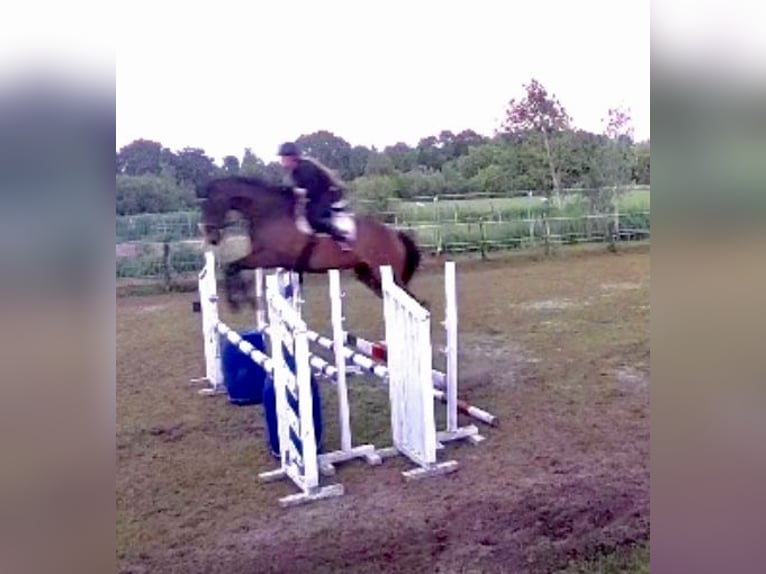 Purosangue inglese Castrone 7 Anni 168 cm Baio in Berlikum