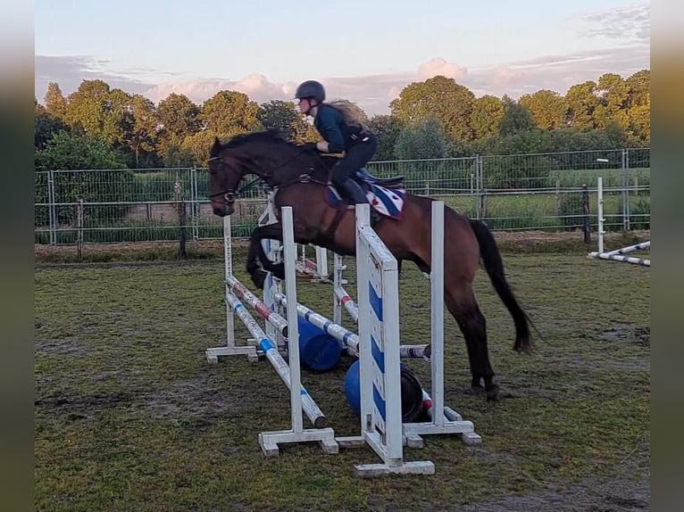 Purosangue inglese Castrone 7 Anni 168 cm Baio in Berlikum