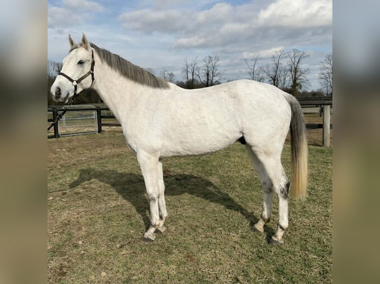 Purosangue inglese Castrone 7 Anni 168 cm Grigio in Lexington