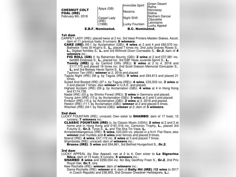 Purosangue inglese Castrone 7 Anni 168 cm Sauro scuro in Tipperary