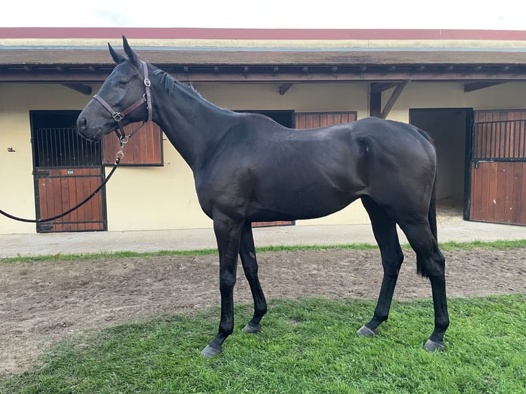 Purosangue inglese Castrone 7 Anni 173 cm Baio nero in Buzancais