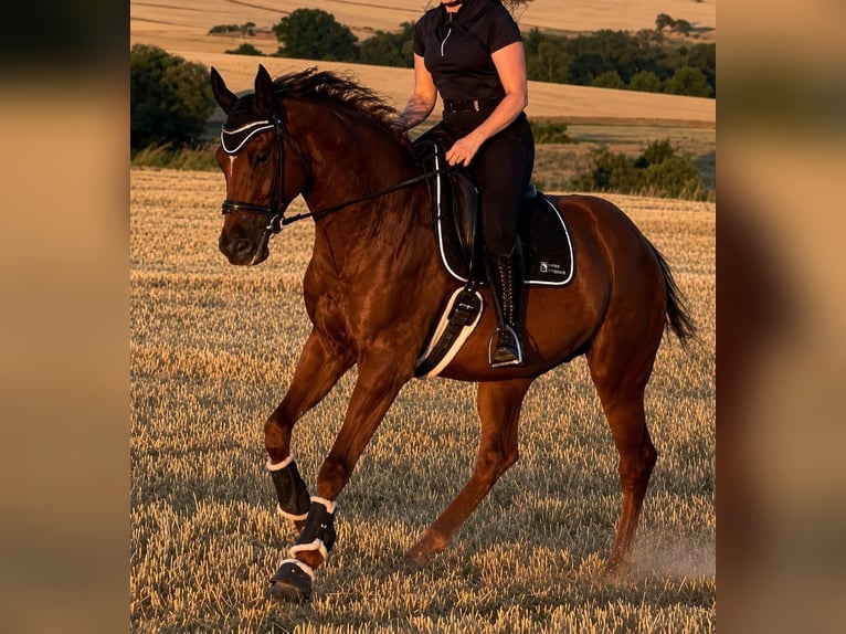 Purosangue inglese Castrone 7 Anni 173 cm Sauro scuro in Hünstetten
