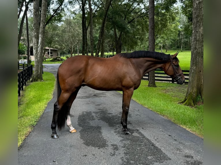 Purosangue inglese Castrone 7 Anni 183 cm Baio ciliegia in Fort Rucker