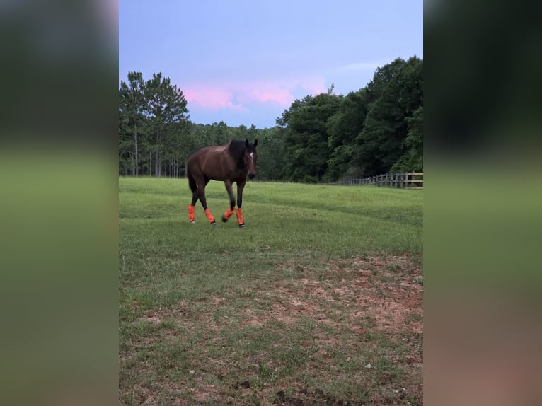 Purosangue inglese Castrone 7 Anni 183 cm Baio ciliegia in Fort Rucker