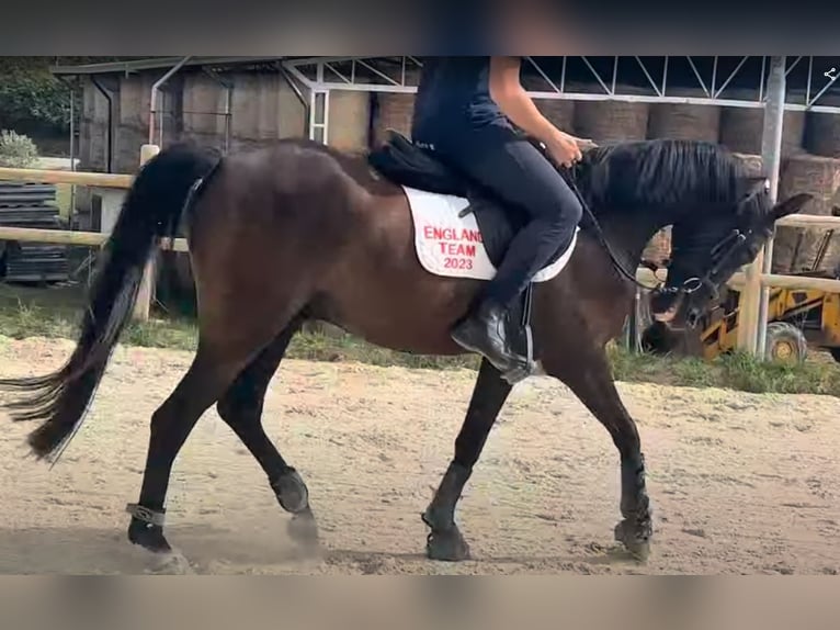 Purosangue inglese Castrone 8 Anni 148 cm Baio scuro in Marina Di Cerveteri