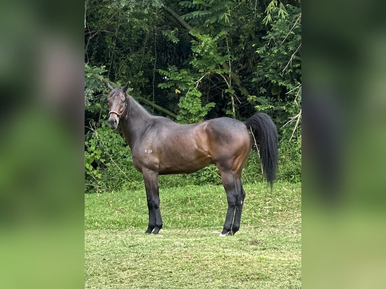 Purosangue inglese Castrone 8 Anni 152 cm Baio in Wenum Wiesel