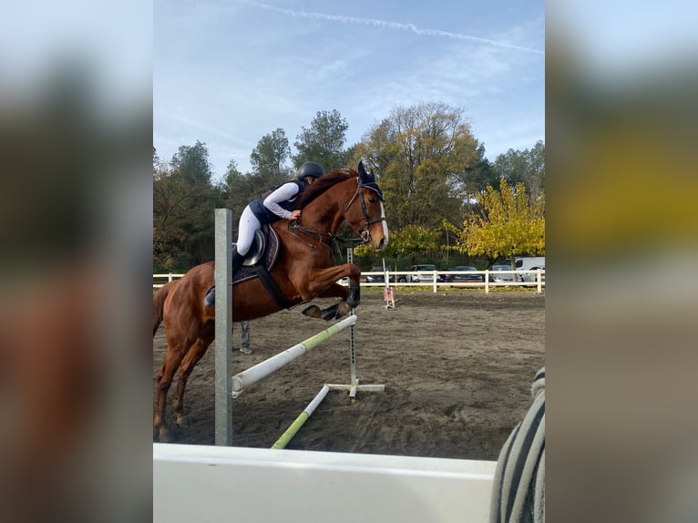 Purosangue inglese Castrone 8 Anni 155 cm Sauro in Moia