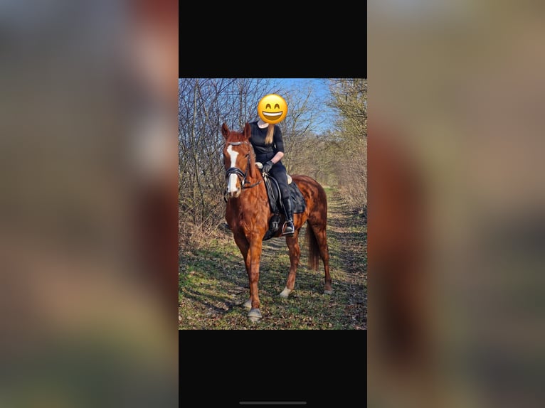 Purosangue inglese Castrone 8 Anni 156 cm Sauro in Fedderingen