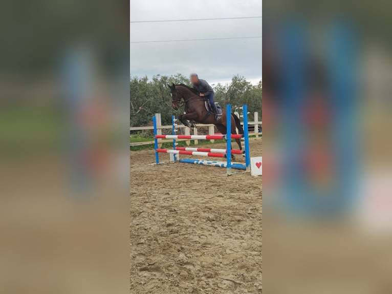 Purosangue inglese Castrone 8 Anni 163 cm Baio in Catania