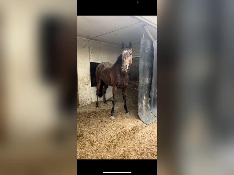 Purosangue inglese Castrone 8 Anni 163 cm Baio in Mülheim an der Ruhr