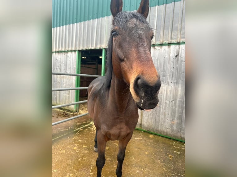 Purosangue inglese Castrone 8 Anni 164 cm Baio in Bexbach