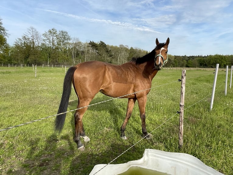 Purosangue inglese Castrone 8 Anni 164 cm Baio chiaro in Wassenberg