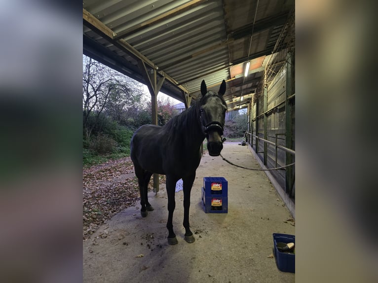 Purosangue inglese Castrone 8 Anni 164 cm Baio scuro in V&#xF6;lklingen