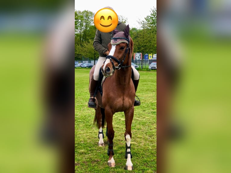 Purosangue inglese Castrone 8 Anni 164 cm Sauro in Sinzheim