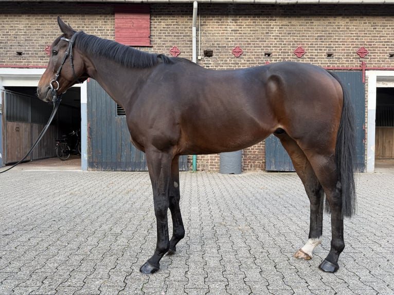 Purosangue inglese Castrone 8 Anni 165 cm Baio in Bergheim