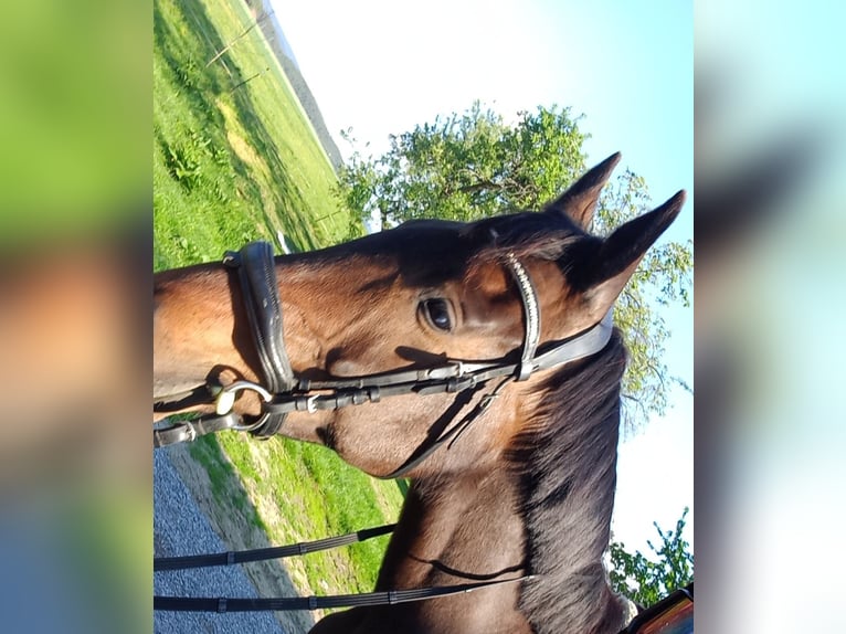 Purosangue inglese Castrone 8 Anni 165 cm Baio in Eisengraberamt