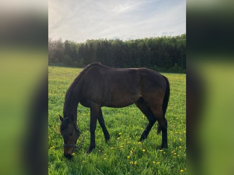 Purosangue inglese Castrone 8 Anni 165 cm Baio in Eisengraberamt