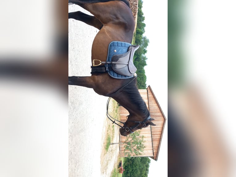 Purosangue inglese Castrone 8 Anni 165 cm Baio in Eisengraberamt