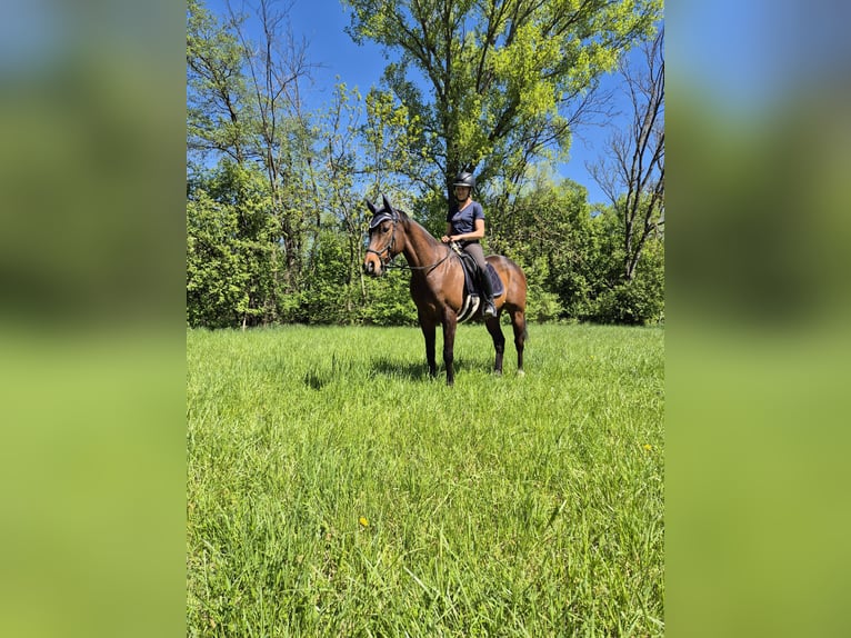 Purosangue inglese Castrone 8 Anni 165 cm Baio in Moosbrunn