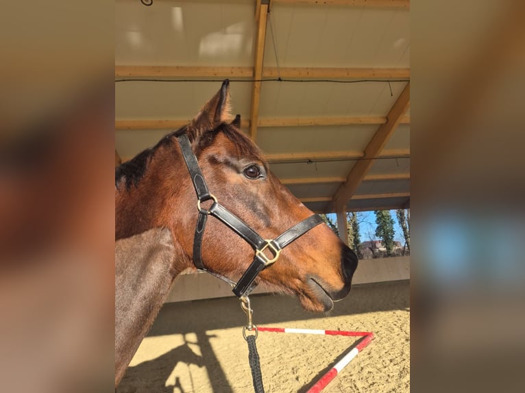 Purosangue inglese Castrone 8 Anni 165 cm Baio in Moosbrunn