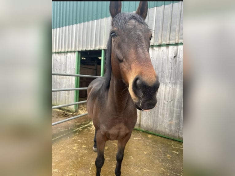 Purosangue inglese Castrone 8 Anni 166 cm Baio in KüttenPetersberg