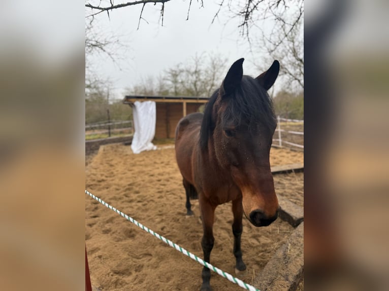 Purosangue inglese Castrone 8 Anni 166 cm Baio in KüttenPetersberg