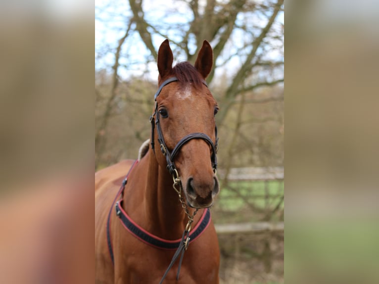 Purosangue inglese Castrone 8 Anni 166 cm Sauro in Weilerswist