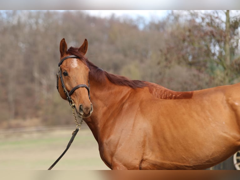 Purosangue inglese Castrone 8 Anni 166 cm Sauro in Weilerswist