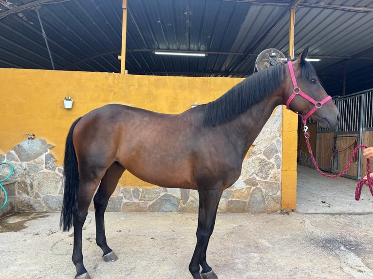 Purosangue inglese Castrone 8 Anni 167 cm Baio scuro in Vigo