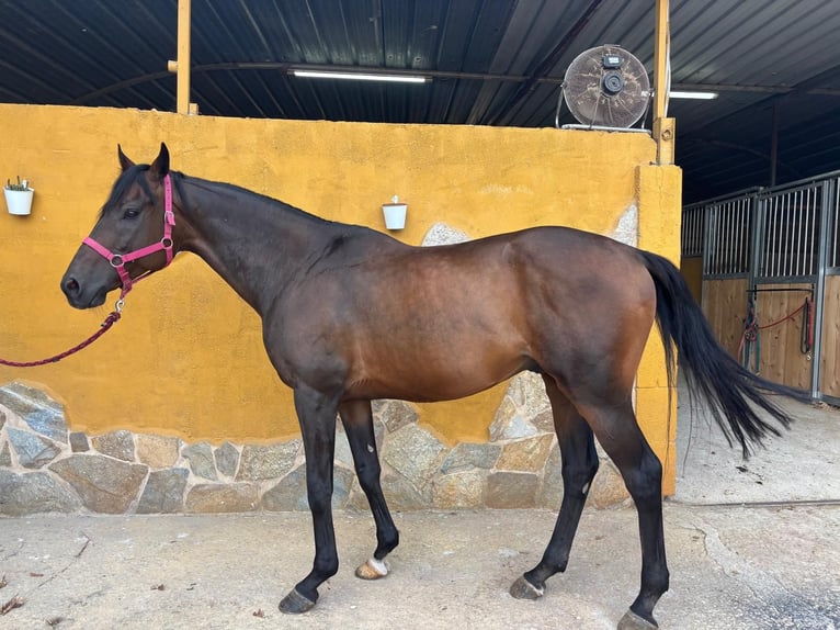 Purosangue inglese Castrone 8 Anni 167 cm Baio scuro in Vigo