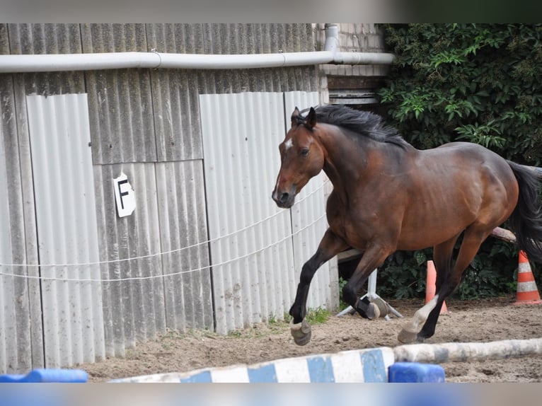 Purosangue inglese Castrone 8 Anni 168 cm Baio scuro in Grevenbroich