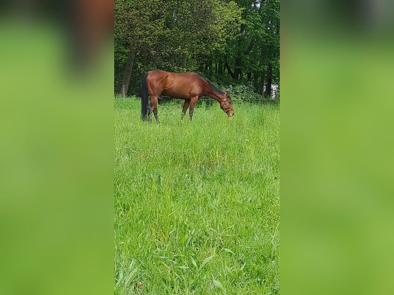 Purosangue inglese Castrone 8 Anni 171 cm Baio scuro in Hönow